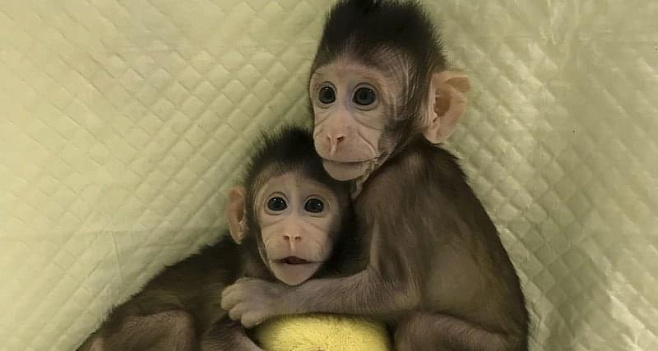 Генетики впервые клонировали обезьяну