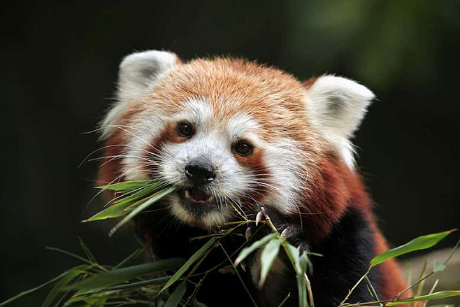 Красная панда: не один, а целых два самостоятельных вида 