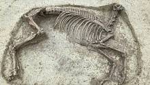 На средневековом кладбище найден скелет лошади без головы 