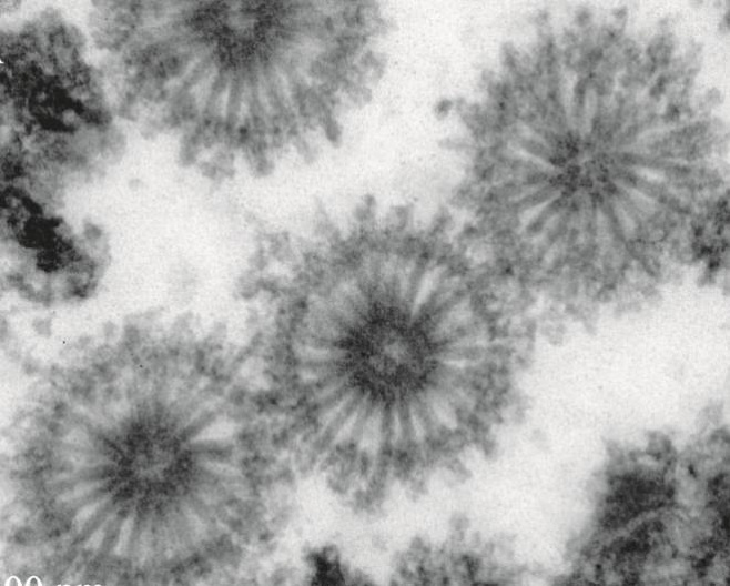 Биологи обнаружили неизвестные вирусоподобные частицы внутри мшанок