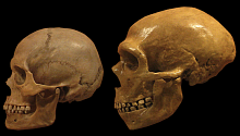 Современный человек с генами неандертальца