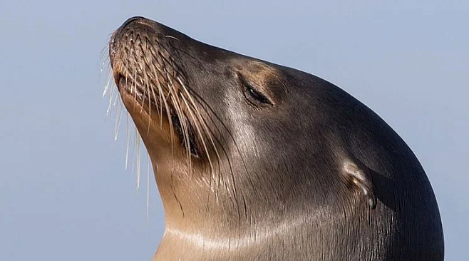 Усы морских львов, подобно нашим кончикам пальцев, важны для осязания 