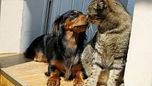 Феромоны помогают кошкам и собакам уживаться под одной крышей