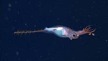 На глубине океана обнаружен редкий и необычный кальмар