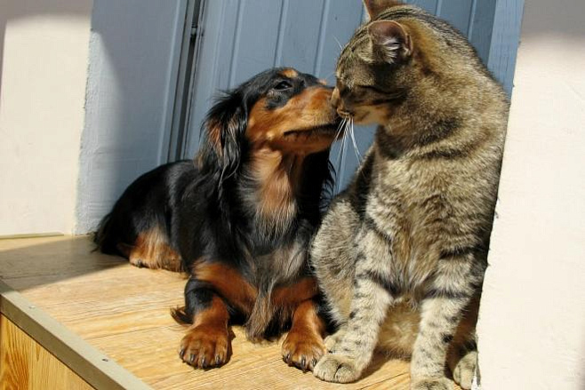 Феромоны помогают кошкам и собакам уживаться под одной крышей