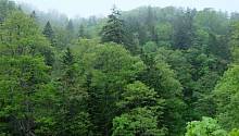 Изменение климата привело к смене состава лесов на севере Японии