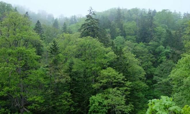 Изменение климата привело к смене состава лесов на севере Японии