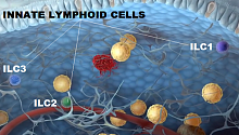 Клетки врождённого иммунитета могут противостоять раку толстого кишечника