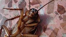 Тараканы вырабатывают иммунитет к пестицидам