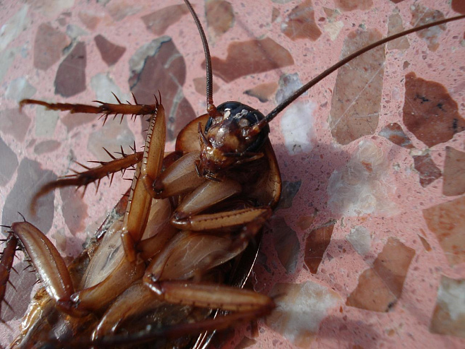 Тараканы вырабатывают иммунитет к пестицидам