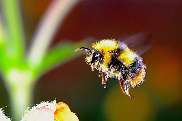 Пчелы предпочитают менее сладкий нектар