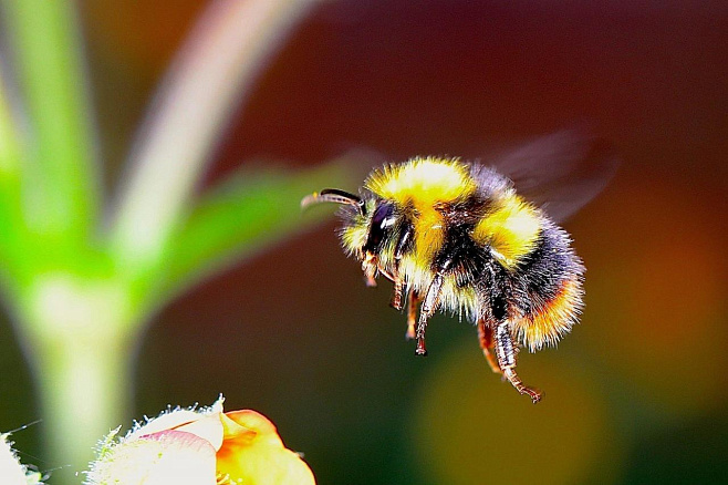Пчелы предпочитают менее сладкий нектар