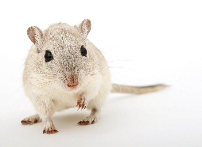 Мыши, испытывающие стресс, седеют буквально на глазах