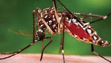 Во Флориде выпустят 750 миллионов генномодифицированных комаров