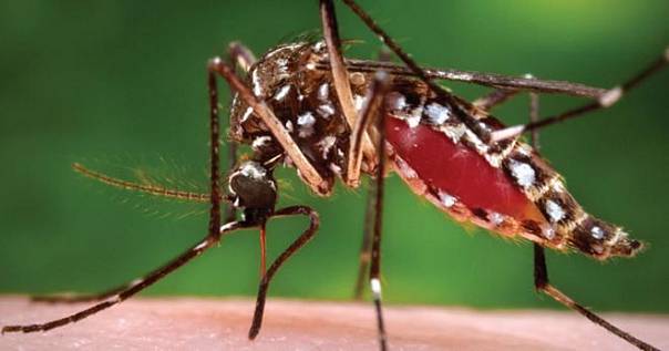 Во Флориде выпустят 750 миллионов генномодифицированных комаров