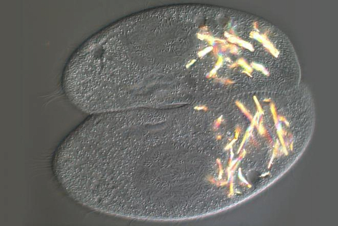 Инфузории Paramecium спариваются не ради потомства, а для повышения генетического разнообразия 