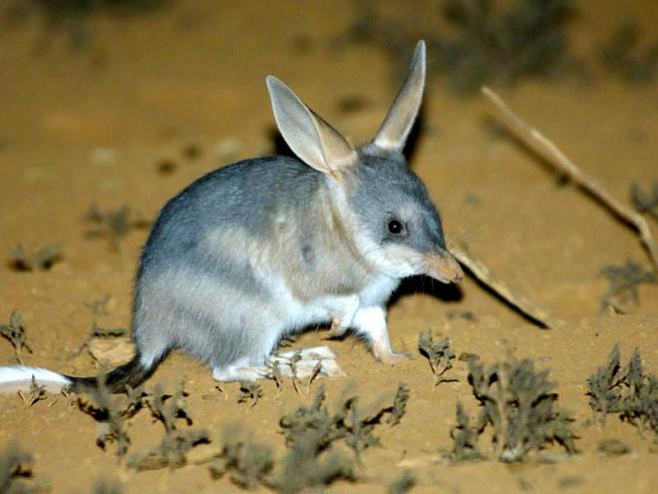 Кроличьи бандикуты могут спасти экосистемы Австралии