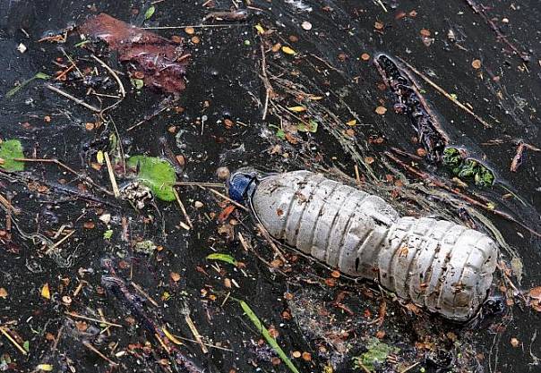 Речной мусор становится местом обитания разных видов животных 