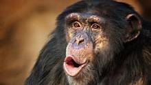 Ритмы движения губ шимпанзе похожи на ритмы человеческой речи