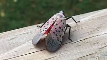 Маленькое насекомое может принести США многомиллионные убытки