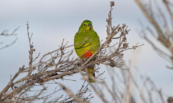 Золотобрюхий травяной попугайчик находится под угрозой вымирания