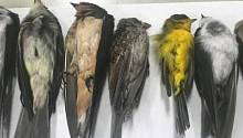 Загадочная массовая гибель птиц в США может погубить миллионы пернатых 