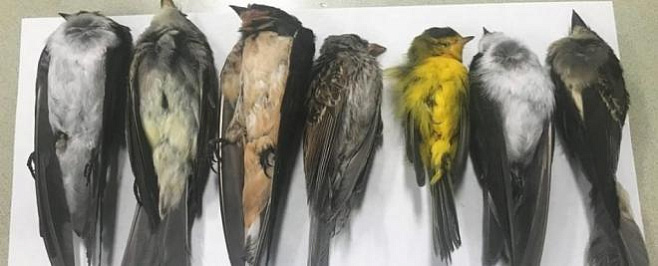 Загадочная массовая гибель птиц в США может погубить миллионы пернатых 