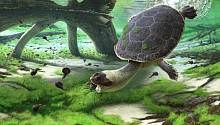 Обнаружен новый вид доисторических пресноводных черепах
