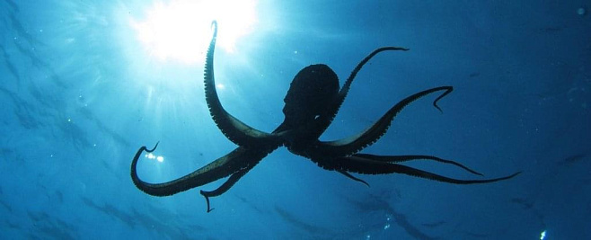 Ученые предупреждают, что нам совершенно точно не стоит разводить осьминогов