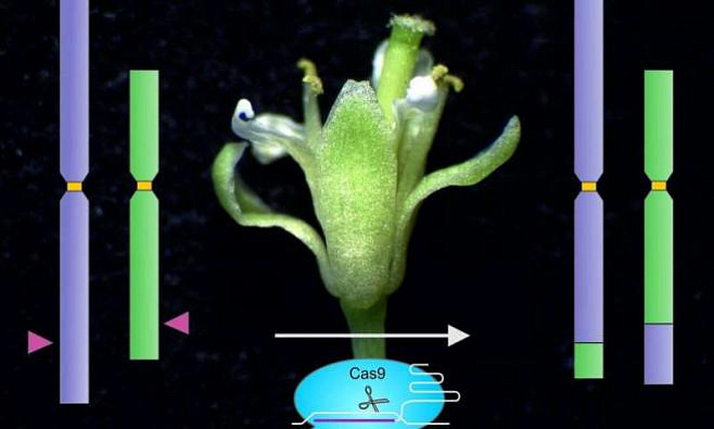 Теперь с помощью молекулярных ножниц ученые способны изменять хромосомы растений