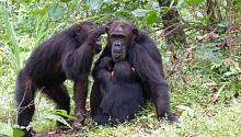 Самки шимпанзе могут остаться дома из-за влиятельной мамы