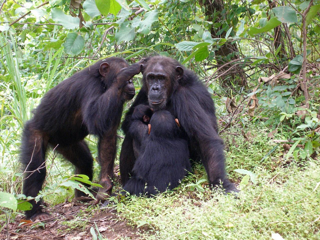 Самки шимпанзе могут остаться дома из-за влиятельной мамы