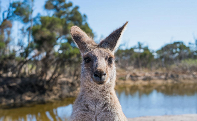 Предки кенгуру были похожи на коал