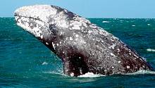В северо-восточной части Тихого океана голодают и гибнут серые киты 