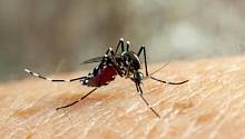 Теперь ученые могут менять пол комаров, переносящих болезни