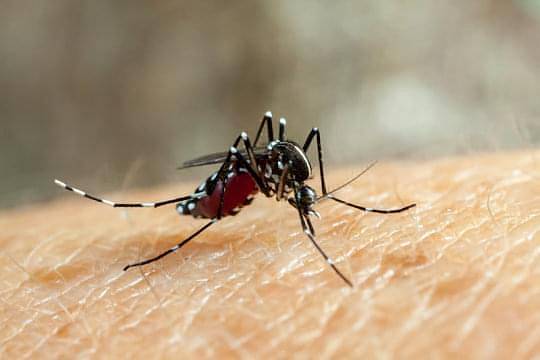 Теперь ученые могут менять пол комаров, переносящих болезни