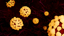 Биологи: геном нового коронавируса не содержит следов ВИЧ и змеиных вирусов