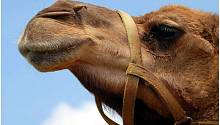 Раскрыт секрет выносливости арабских одногорбых верблюдов