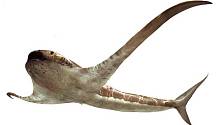 Найдены останки доисторической акулы, плавники которой напоминают крылья