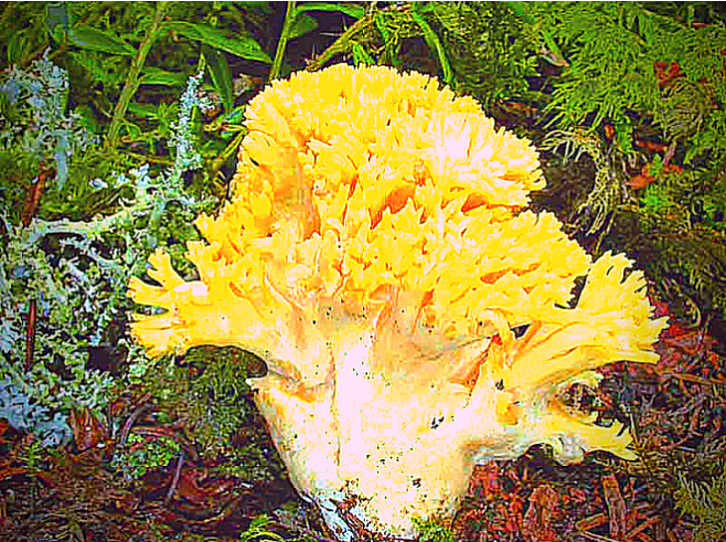 В Ленобласти найден гриб-коралл