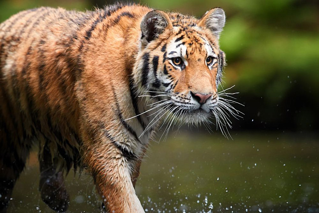 Гидроэлектростанции разрушительно воздействуют на среду обитания тигров и ягуаров 
