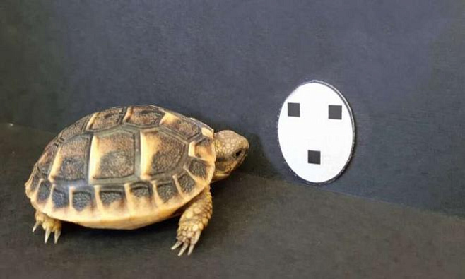 Новорожденные черепахи сразу же направляются в сторону объектов, напоминающих лицо