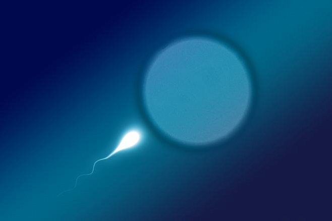 Молекулярный «штрих-код» определяет, какой сперматозоид достигнет яйцеклетки 