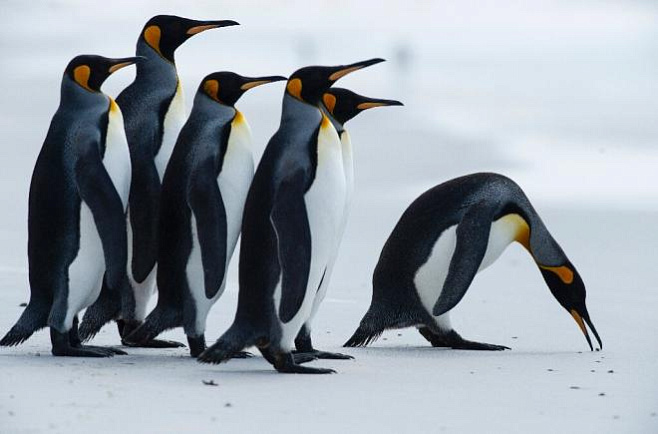 Огромный айсберг угрожает колонии пингвинов на затерянном в океане острове