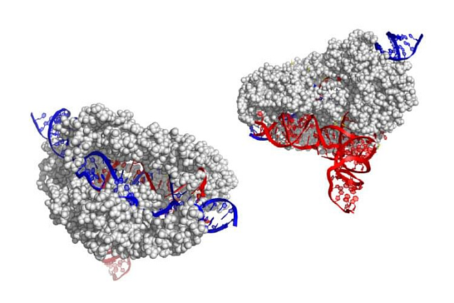 Ученые нашли новый и меньший CRISPR-редактор гена: CasX