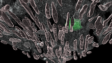 Артериальные макрофаги могут «чуять» молекулы