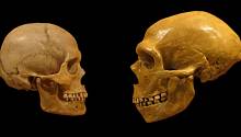 Скелеты древних переселенцев уменьшились по пути а Австралию