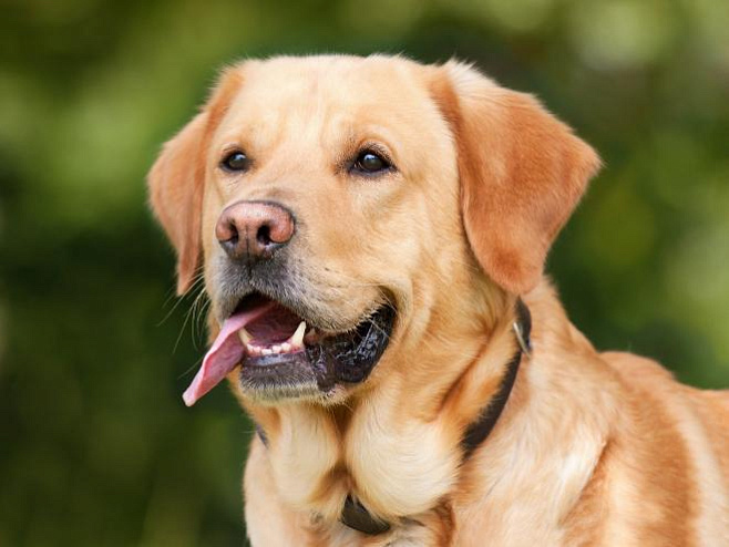 Обнаружено, что у крупных собак существует больший риск возникновения проблем с суставами при ранней кастрации