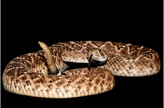Гремучие змеи умеют использовать «звуки-обманки»