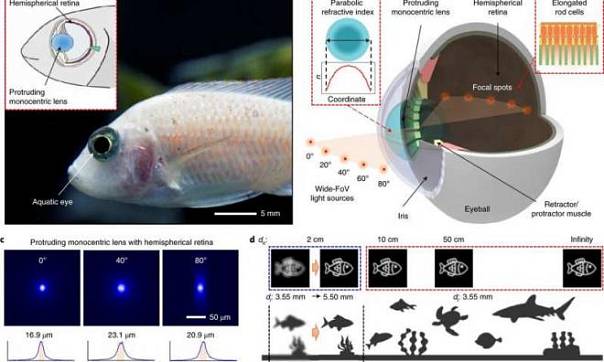 Ученые создали камеру по образцу зрительного аппарата рыб